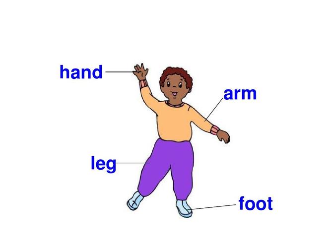 small nose》section b  同步课件(仁爱版七年级上) look   hand arm