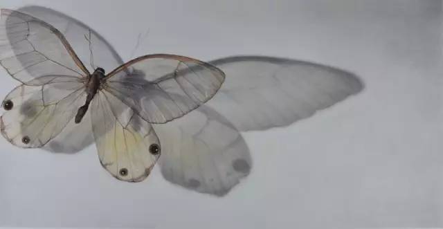 王雪昂  精微素描作品