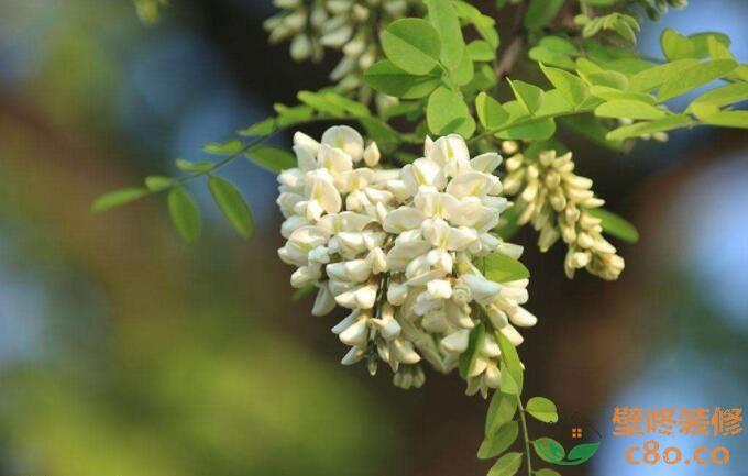 洋槐花的功效 洋槐花使用禁忌