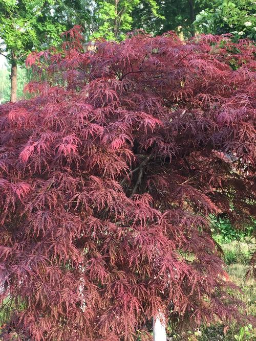 其它 羽毛枫羽毛枫 远观红叶枫, 近看叶细绒.