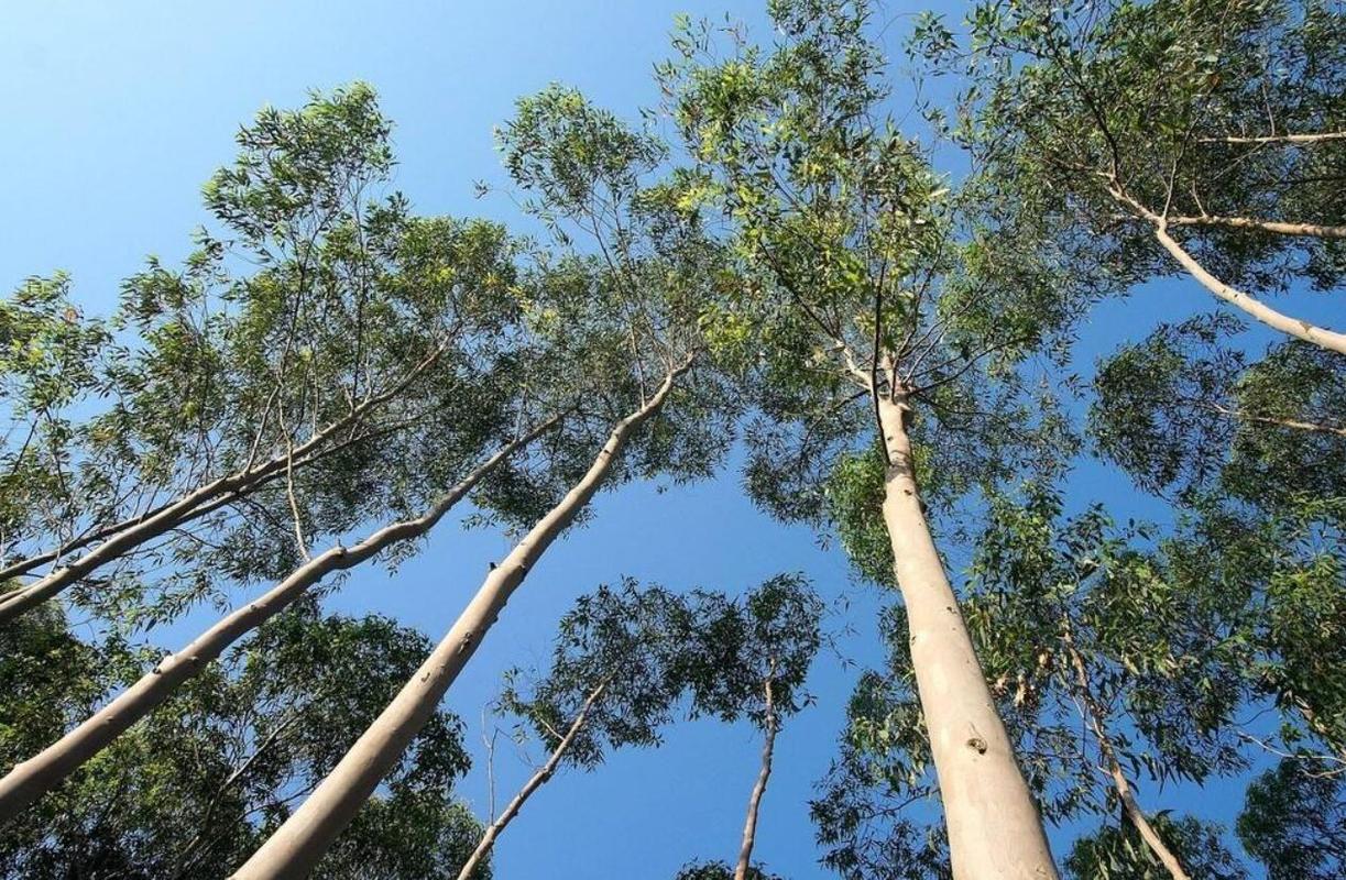 桉树这么差,还有毒?不能用来烧火做饭?