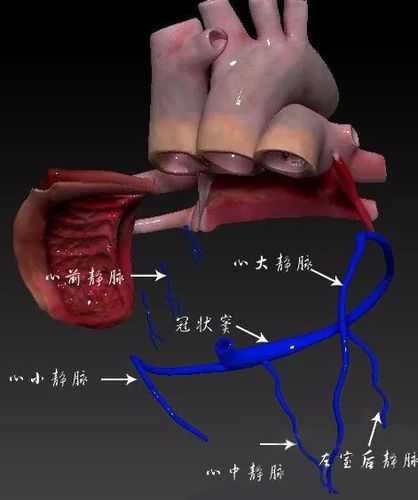 心脏解剖结构图