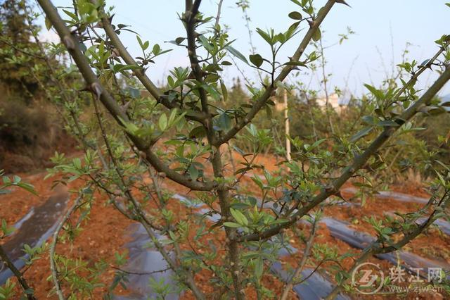 寻找春天的味道,大山里的花椒发芽了