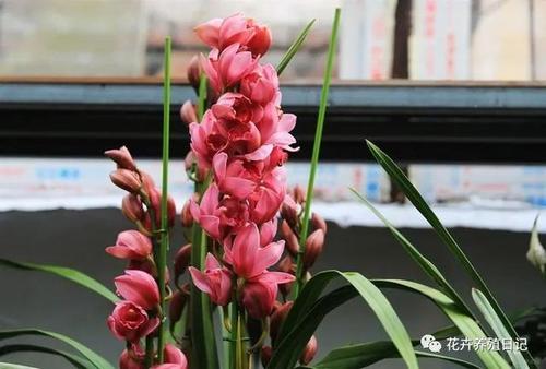 「每日一花」大叶蕙兰,过年开花"一串串"