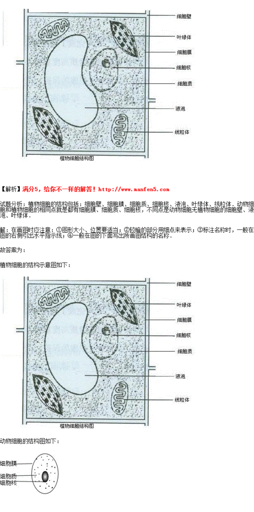 请你画出一个植物细胞和一个动物细胞模式图,并标注出