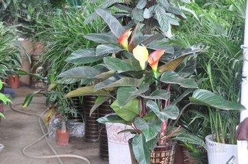 红钻花中间长出非叶子的是什么