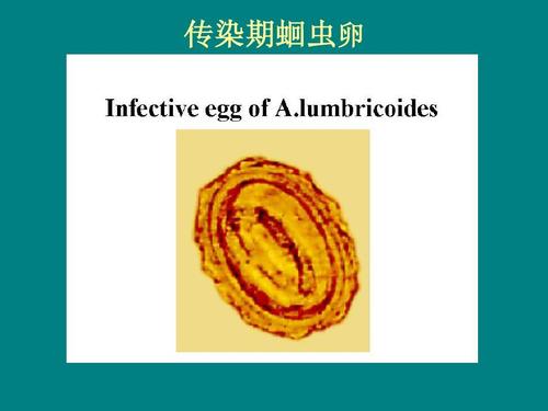 传染期蛔虫卵