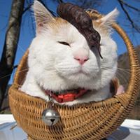 卖萌哒小猫咪qq头像