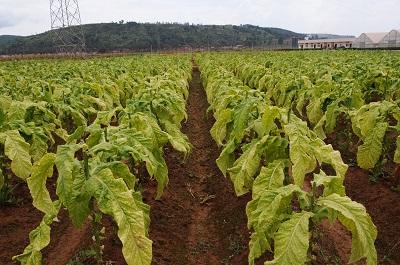 首页 公众服务 人群服务 烟农 烟农培训                 云烟87上部5