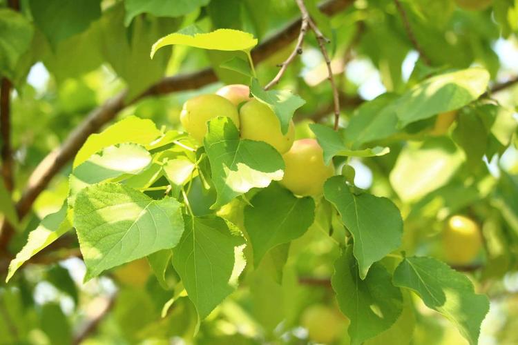 校园里的山杏熟了