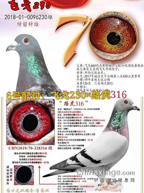 2021年种鸽配对组合!
