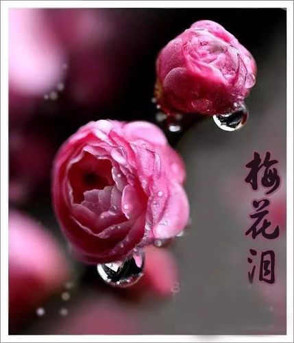 一曲《梅花泪》看也心醉,听也心醉