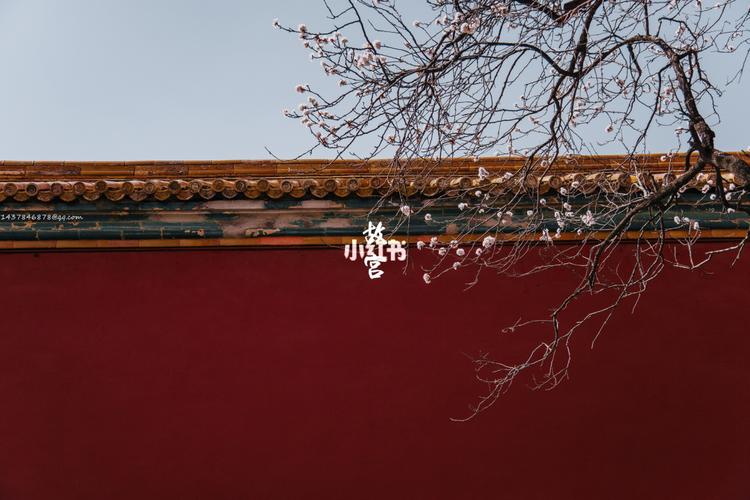 红墙杏花 唯美故宫_故宫_摄影_故宫拍照_出行_人文风光展示_景点展示