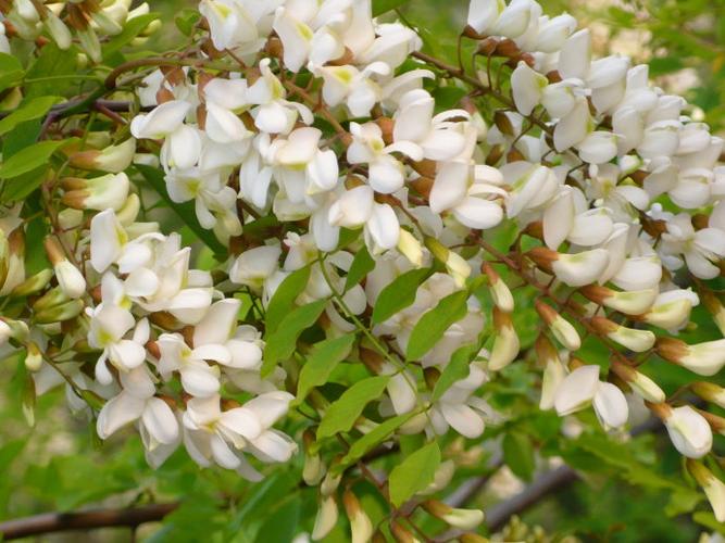 槐花_纤梅舞月_新浪博客