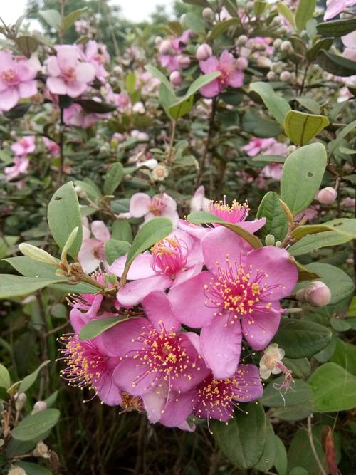 [山稔子批发]山捻子 捻子,又名也叫金娘子,既可赏花,也可食用,又可