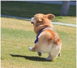 萌萌哒的短腿柯基犬图片