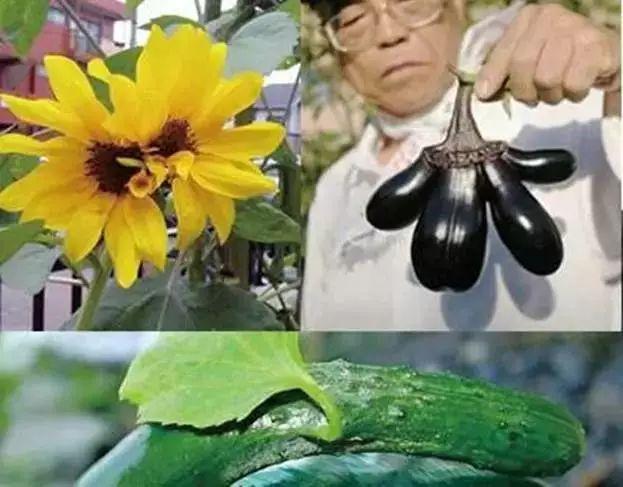 106, 外界压力环境下,植物的变异基础是什么?