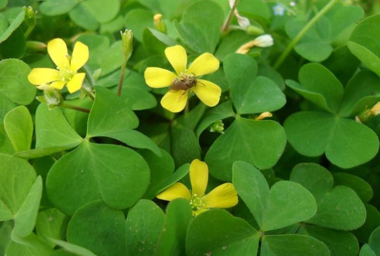 首页 品种 全草类 别名:酸箕,鸠酸,酸浆,三角酸,赤孙施,雀林草,小酸茅