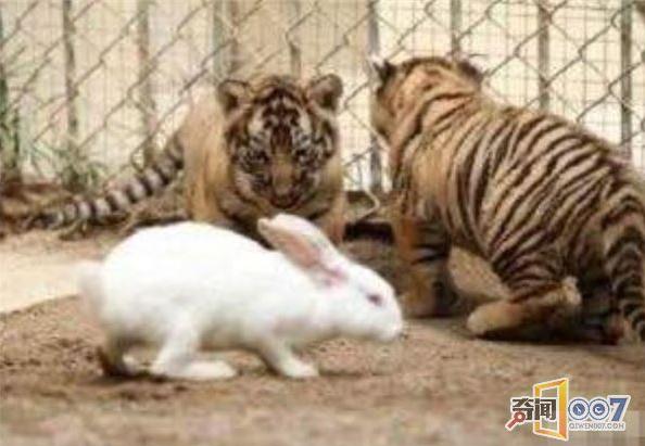 老虎遇上兔子(图),你猜结局会怎样?