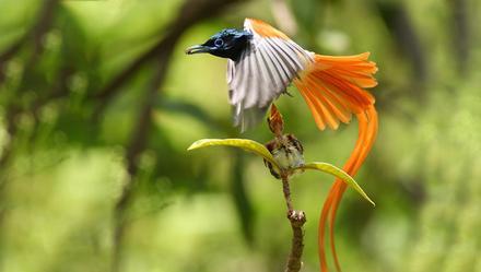 19位摄影家花62天拍到的珍稀鸟类又现身了?别信