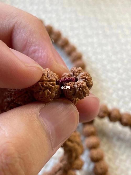 吾系列,五爪金龙_菩提_兴趣爱好_兴趣爱好其他