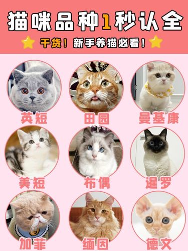 1秒认全猫咪品种93花色大全,养猫前必看_猫咪_养猫