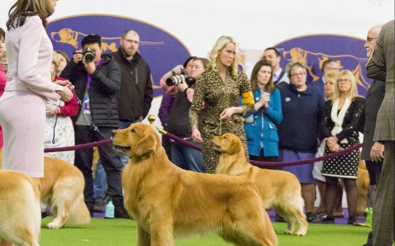 2019年美国西敏寺犬展金毛巡回猎犬