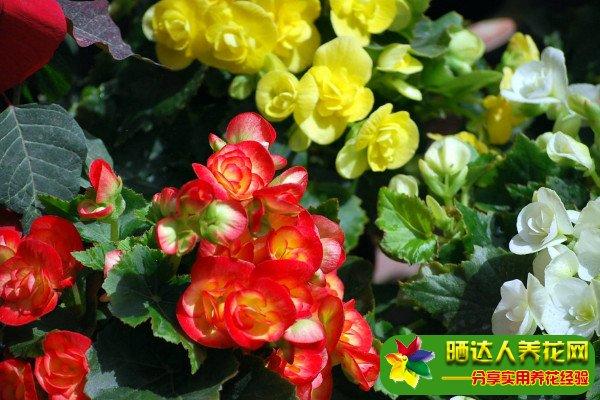 玻璃海棠的扦插方法,玻璃海棠的养殖方法