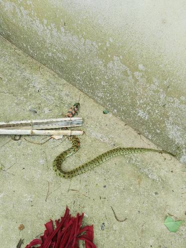 身体扁平,是什么蛇?