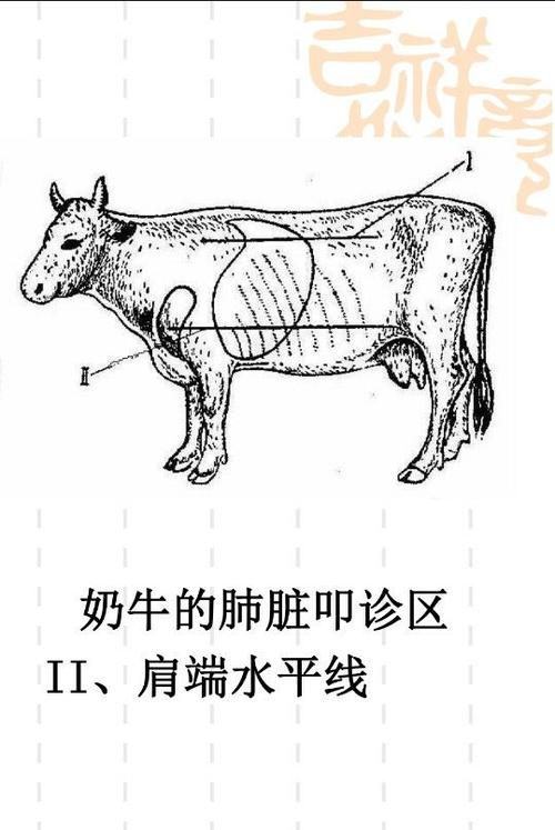 牛肺部叩诊区域的确定