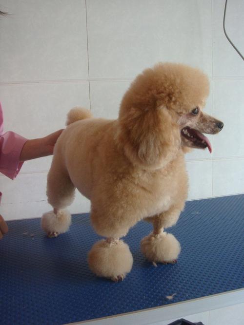 泰迪不是一种犬种,而是贵宾犬的造型