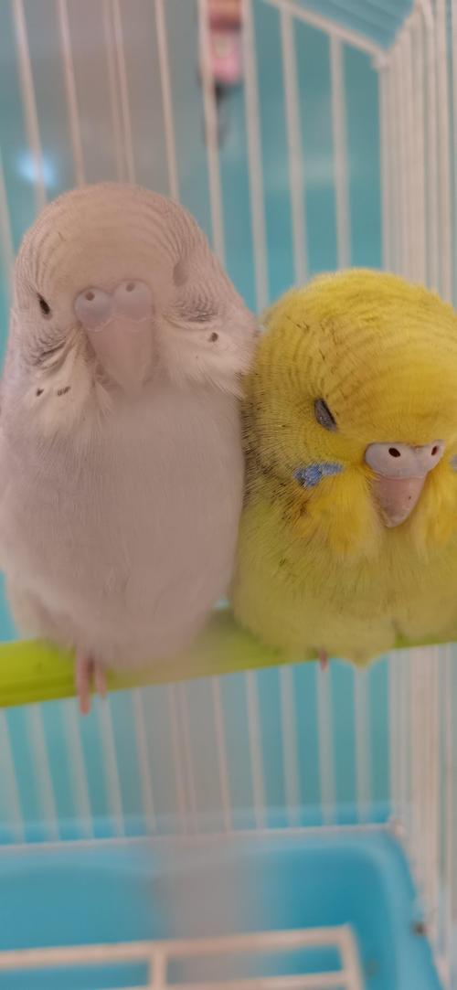 虎皮鹦鹉,儿子故意把手给他啄,一点不痛