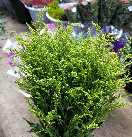 鲜花黄莺草配花农种植手工手工制制作直销鲜切鲜花速递同城