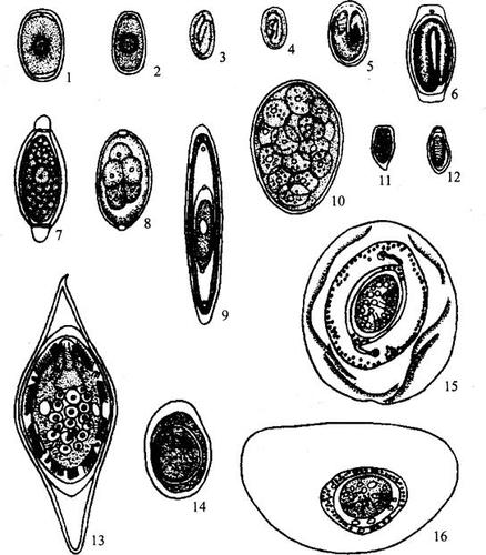 图1-20(五) 禽体内的寄生虫虫卵形态
