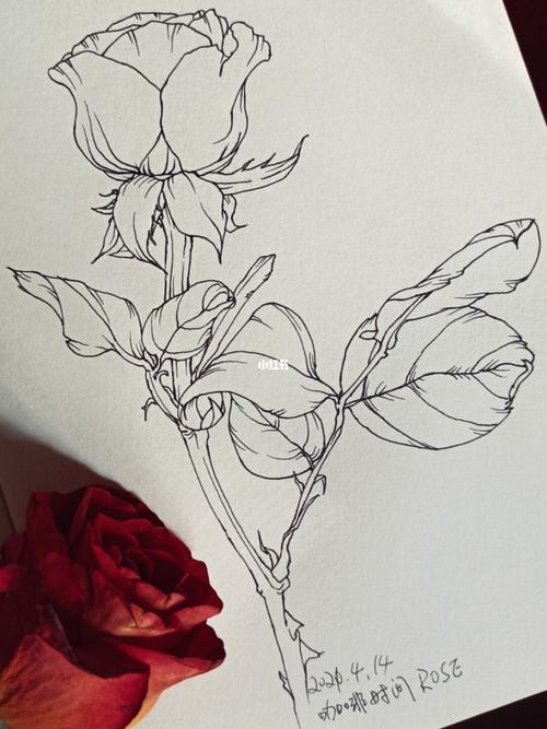 花卉速写-咖啡时间玫瑰_速写_花卉_咖啡_工作_文化