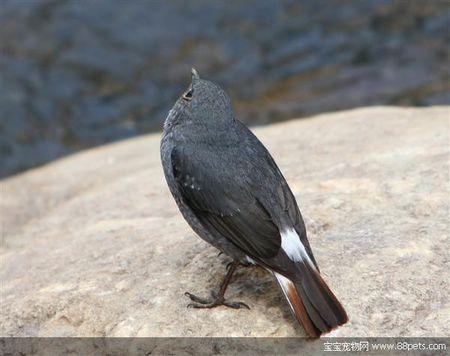 英文名称:plumbeous water redstart 别名:蓝石青儿 溪红尾鸲 石燕
