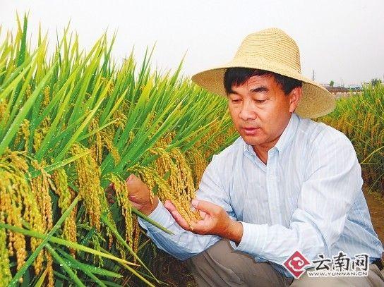 李开斌和他的超级稻