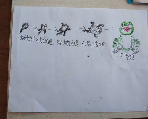 小蝌蚪的生长过程