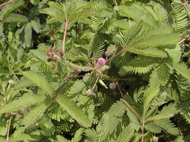 钟形花冠