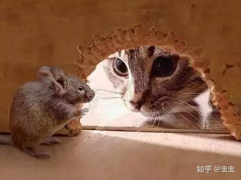 家鼠的生物习性及危害