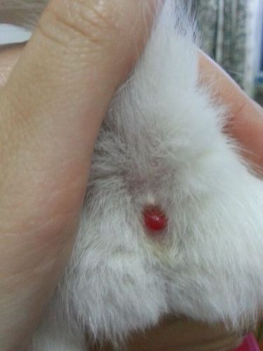 狗狗的屁眼长了一个红色球状的东西,求帮忙