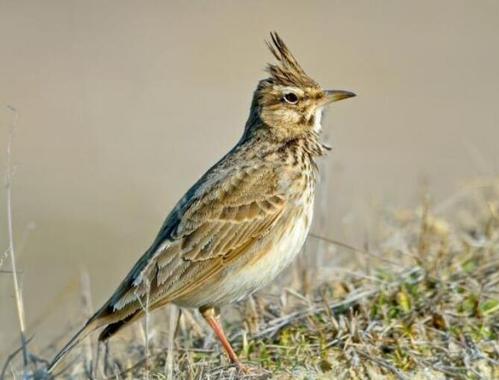 鱼鳞燕鸟寿命几年