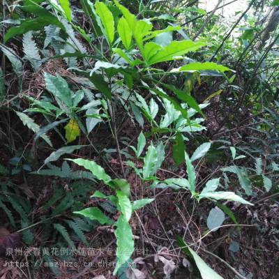 供应光泽白花牛奶苗,牛难仔苗,细叶白花牛奶树苗,苗木产区直销