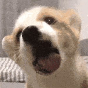 舔狗系列表情包我要做姐姐的舔狗