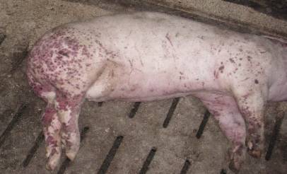 猪对伏马菌素高度敏感,可引起肺水肿和其他一些临床病变.