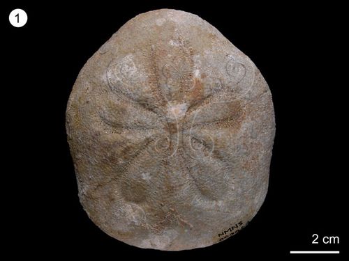 无脊椎动物化石  界名: animalia, 动物界 门名: echinodermata, 棘皮