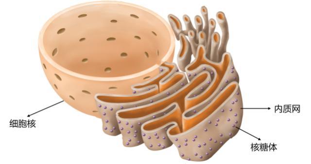 与核膜贴在一起的内质网