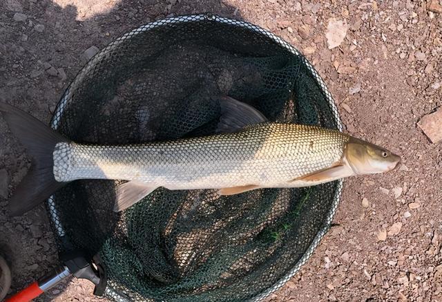 广西钓友钓起两条"大白鱼",力气大外形怪,翘嘴和草鱼杂交?