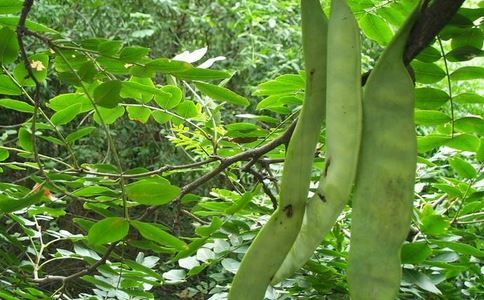 答:很多发友都会发现很多洗发水中都会含有天然皂角的成分,那么皂角是