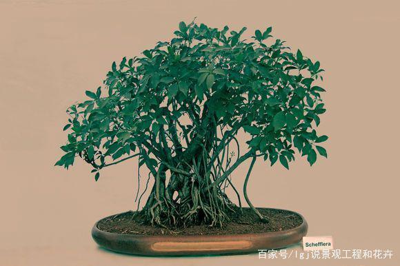 鸭脚木怎样做成盆景?掌握这几点,轻松做成绿植盆景